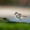 Kulik morsky - Charadrius alexandrinus - Kentish Plover o0914